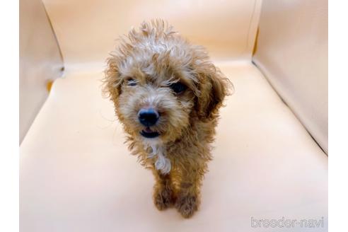 成約済の東京都のトイプードル-202421の9枚目