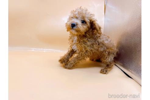 成約済の東京都のトイプードル-202421の2枚目