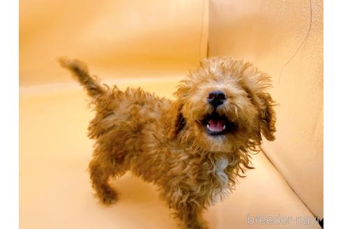 成約済の東京都のトイプードル-202421の3枚目