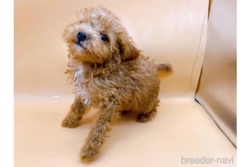 成約済の東京都のトイプードル-202421の4枚目