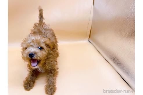 成約済の東京都のトイプードル-202421の5枚目