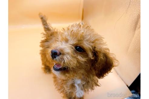 成約済の東京都のトイプードル-202421の6枚目