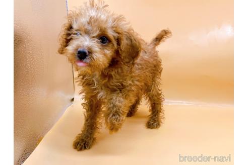 成約済の東京都のトイプードル-202421の7枚目