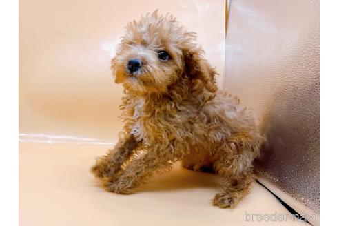 成約済の東京都のトイプードル-202421