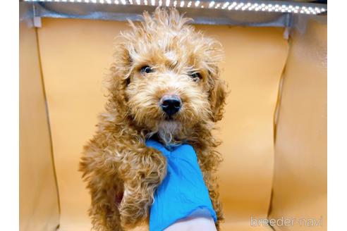 成約済の東京都のトイプードル-202421の8枚目