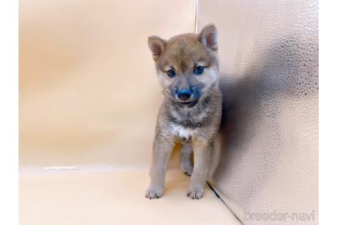 成約済の東京都の柴犬-203260の4枚目