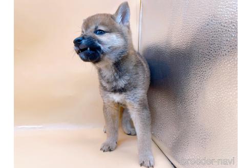 成約済の東京都の柴犬-203260の5枚目