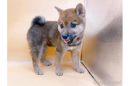 成約済の東京都の柴犬-203260の1枚目