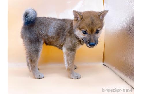 成約済の東京都の柴犬-203260の6枚目