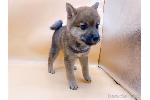 成約済の東京都の柴犬-203260の9枚目