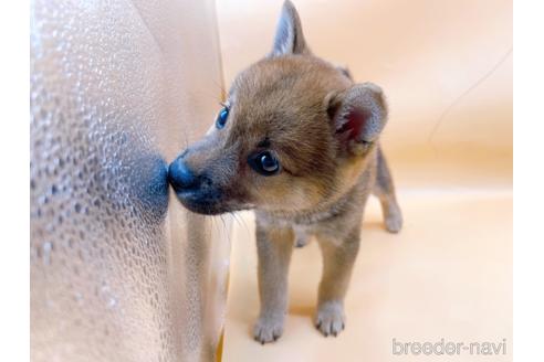 成約済の東京都の柴犬-203260の10枚目