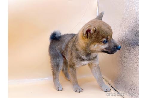 成約済の東京都の柴犬-203260の2枚目