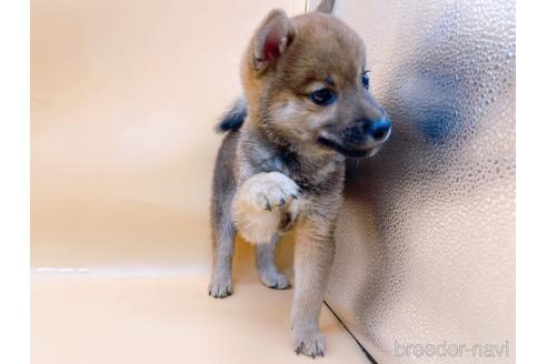 成約済の東京都の柴犬-203260の3枚目