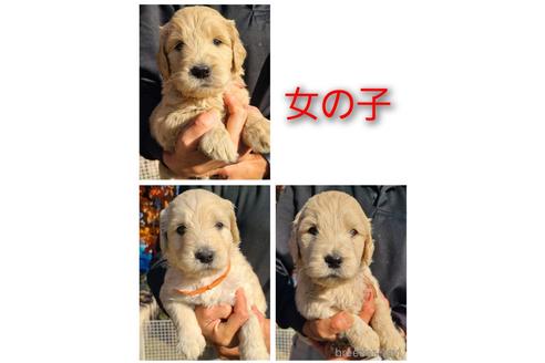 成約済の長野県のゴールデンドゥードル:ゴールデンレトリーバー×プードル-203613の18枚目