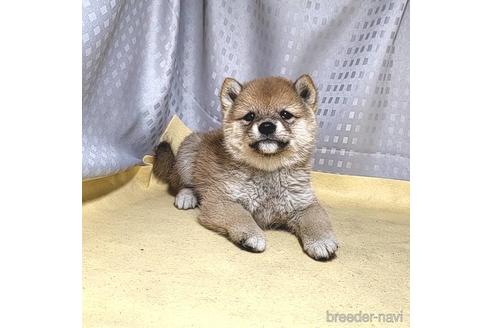 成約済の茨城県の豆柴-204689の5枚目