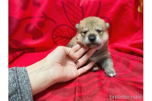 成約済の奈良県の豆柴-206616の8枚目