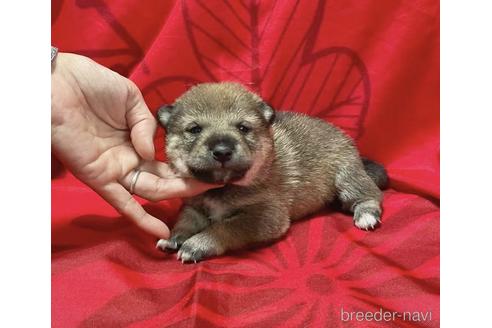 成約済の奈良県の豆柴-206619の8枚目