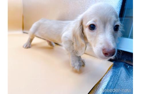 成約済の東京都のミニチュアダックスフンド(ロングヘアード)-202028の19枚目