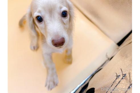 成約済の東京都のミニチュアダックスフンド(ロングヘアード)-202028の18枚目