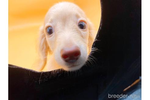 成約済の東京都のミニチュアダックスフンド(ロングヘアード)-202028の17枚目