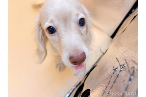 成約済の東京都のミニチュアダックスフンド(ロングヘアード)-202028の16枚目