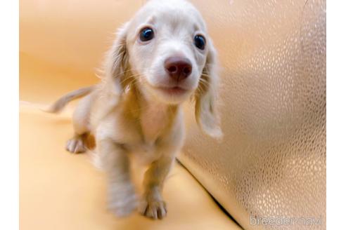 成約済の東京都のミニチュアダックスフンド(ロングヘアード)-202028の15枚目