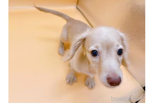 成約済の東京都のミニチュアダックスフンド(ロングヘアード)-202028の12枚目