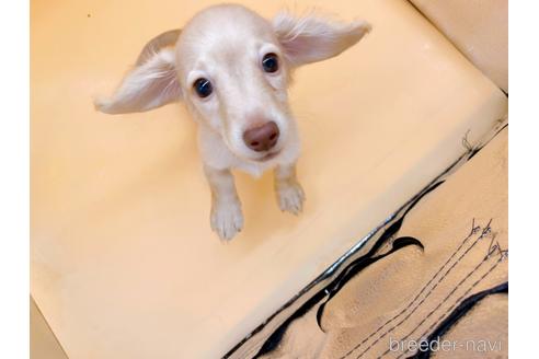 成約済の東京都のミニチュアダックスフンド(ロングヘアード)-202028の13枚目