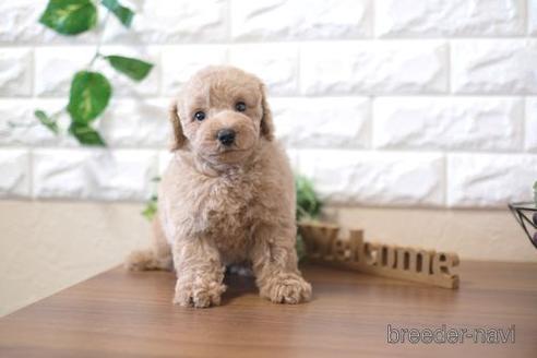 成約済の滋賀県のトイプードル-204346の6枚目