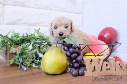 成約済の滋賀県のトイプードル-204346の3枚目