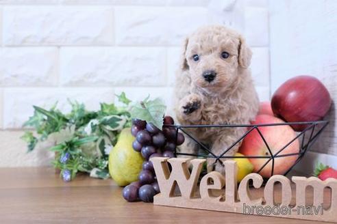 成約済の滋賀県のトイプードル-204346の2枚目