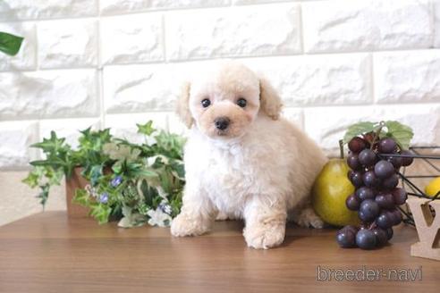 成約済の滋賀県のトイプードル-204347の1枚目