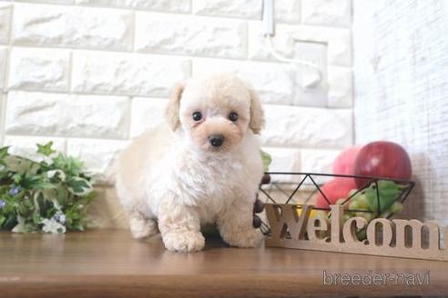 成約済の滋賀県のトイプードル-204347の6枚目