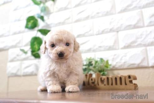 成約済の滋賀県のトイプードル-204347の3枚目