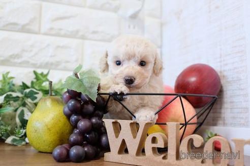 成約済の滋賀県のトイプードル-204347の2枚目