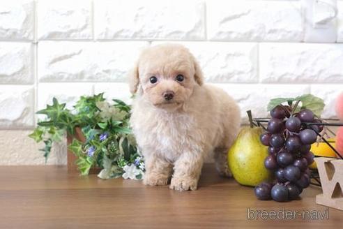 成約済の滋賀県のトイプードル-204348の1枚目