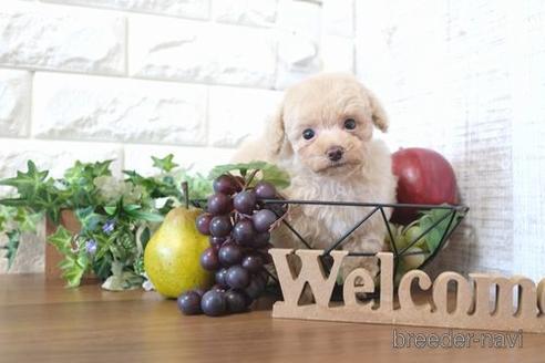 成約済の滋賀県のトイプードル-204348の6枚目