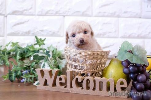 成約済の滋賀県のトイプードル-204348の3枚目