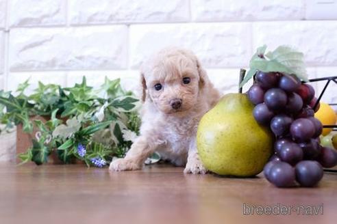 成約済の滋賀県のトイプードル-204348の2枚目