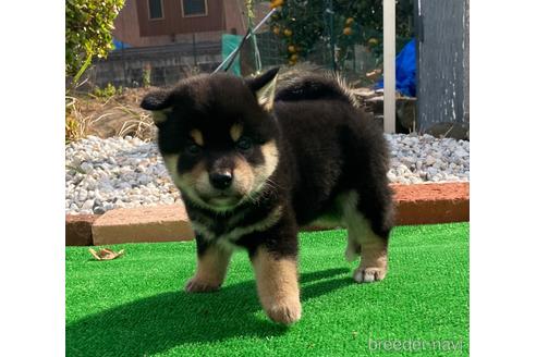 成約済の三重県の柴犬-206626の6枚目