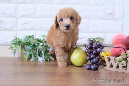 成約済の滋賀県のトイプードル-204349の1枚目