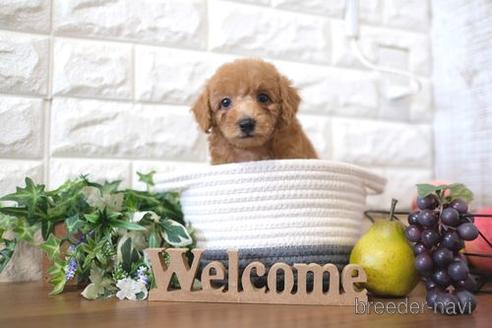 成約済の滋賀県のトイプードル-204349の6枚目