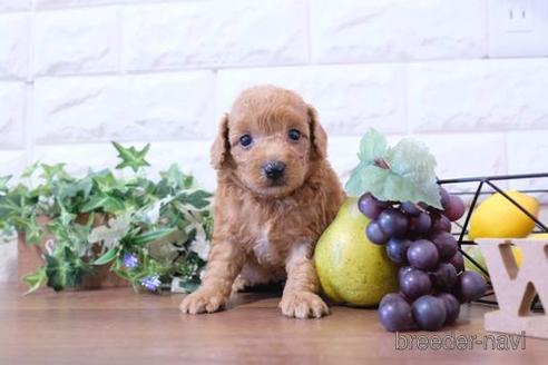 成約済の滋賀県のトイプードル-204349の3枚目