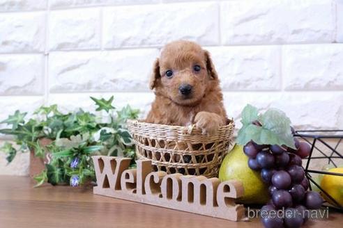 成約済の滋賀県のトイプードル-204349の2枚目