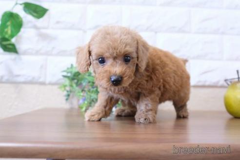 成約済の滋賀県のトイプードル-204353の1枚目