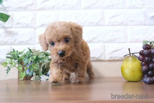 成約済の滋賀県のトイプードル-204353の6枚目