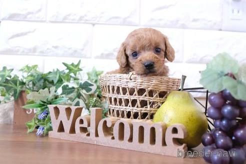 成約済の滋賀県のトイプードル-204353の3枚目