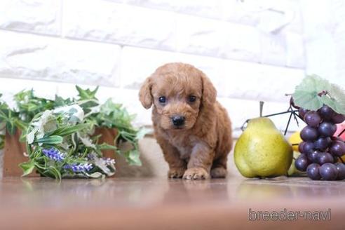 成約済の滋賀県のトイプードル-204353の2枚目