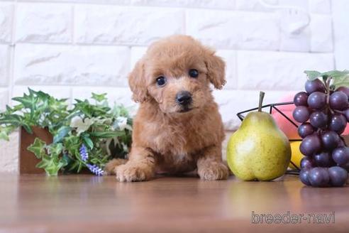 成約済の滋賀県のトイプードル-204354の1枚目