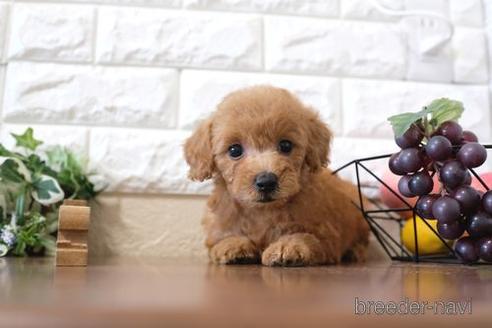 成約済の滋賀県のトイプードル-204354の6枚目